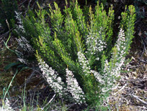 Erica Arborea Habitus